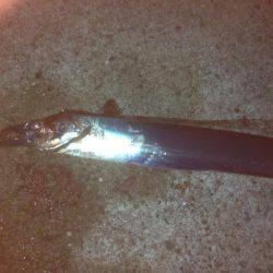 タチウオ〜フォー