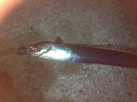 タチウオ〜フォー