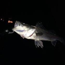 久しぶりのシーバス