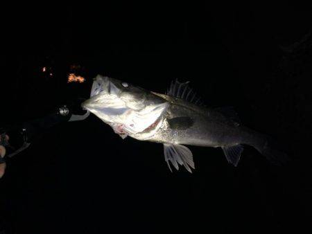 久しぶりのシーバス