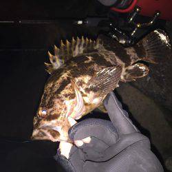 月明かりがまぶしすぎて