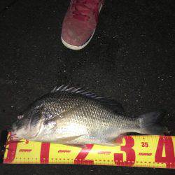 神戸湾奥チニングで42センチキビレ