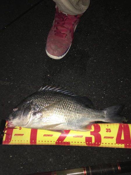 神戸湾奥チニングで42センチキビレ