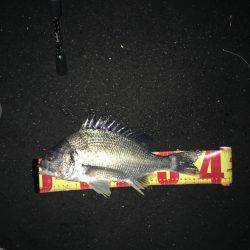 神戸湾奥チニングで42㎝筆頭に6キャッチ！