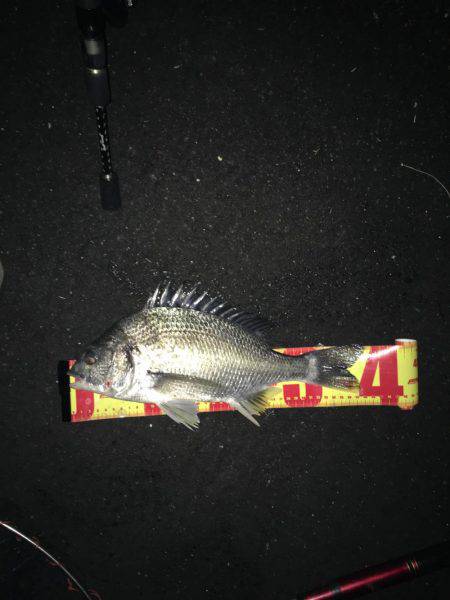 神戸湾奥チニングで42㎝筆頭に6キャッチ！