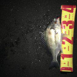 神戸湾奥チニングゲーム