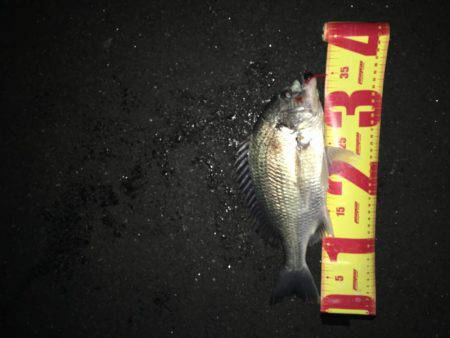 神戸湾奥チニングゲーム