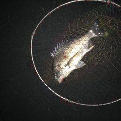 神戸湾奥チニングで40UPダブルゲット