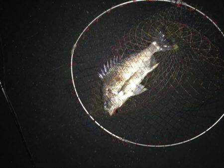 神戸湾奥チニングで40UPダブルゲット