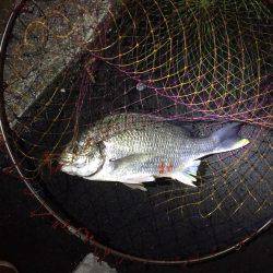 神戸湾奥チニング