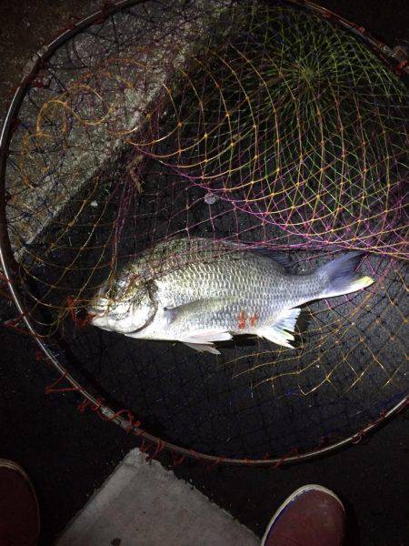 神戸湾奥チニング