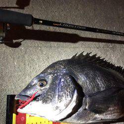 チニングで年なしマチヌ