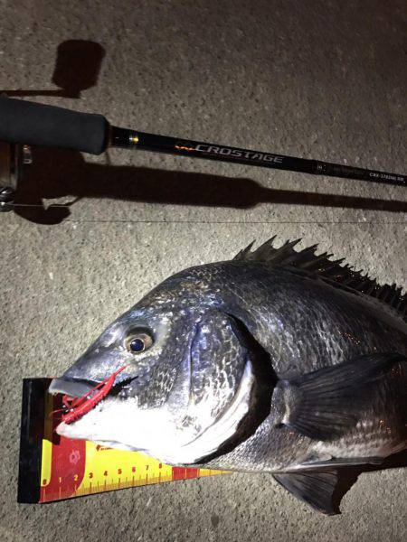 チニングで年なしマチヌ