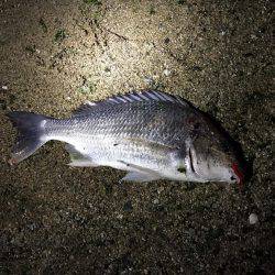 神戸湾奥チニング!ゲキ渋からの…