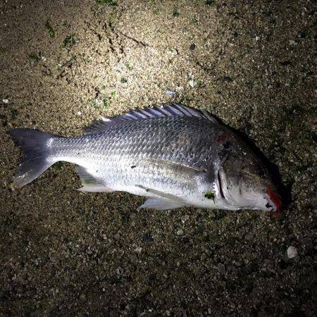 神戸湾奥チニング!ゲキ渋からの…