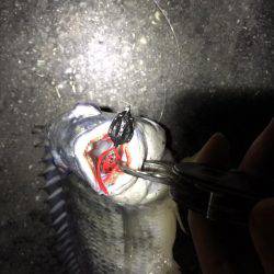 湾奥チニング復活？