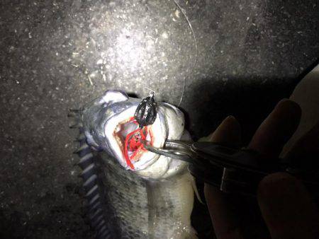 湾奥チニング復活？