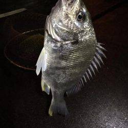 激渋チニングも2キャッチ