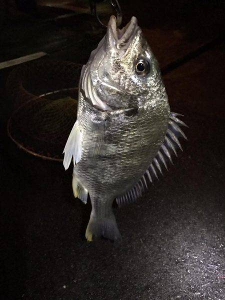 激渋チニングも2キャッチ