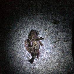 カレィィーーー