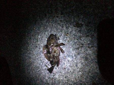 カレィィーーー