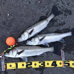 夕まずめ ハネ好釣！