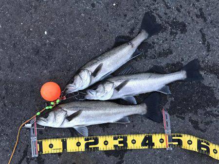 夕まずめ ハネ好釣！