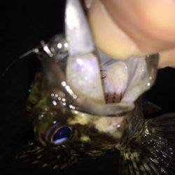 まづめのガシリング