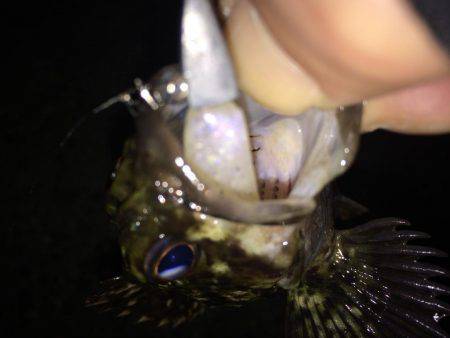 まづめのガシリング