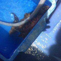 ヤザワ渡船のライトワインドチャレンジ