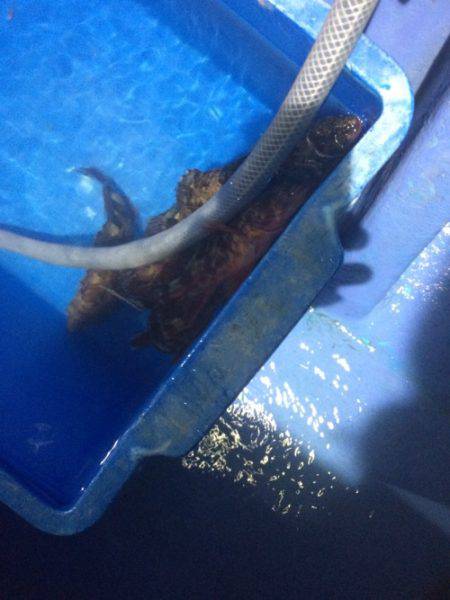 ヤザワ渡船のライトワインドチャレンジ