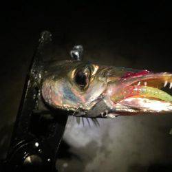 オールナイトカマス