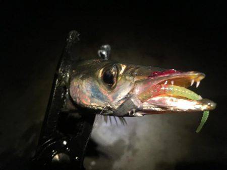 オールナイトカマス