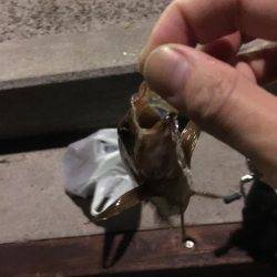 淡路島観光ホテルのメバル