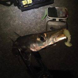 カマスランガン