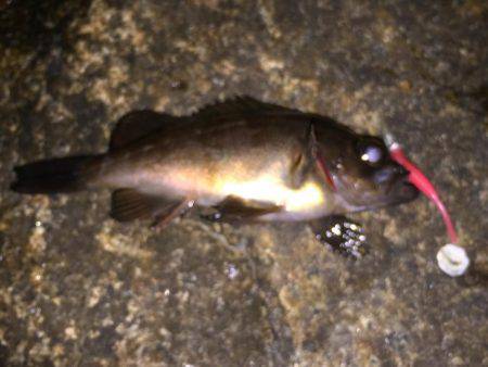 数は伸びたがちびっ子ばかり