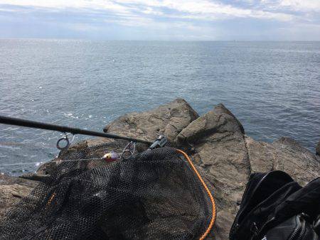 ハマチ狙いのはずがサワラ