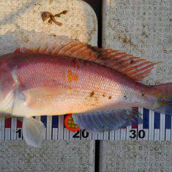 久しぶりに大満足