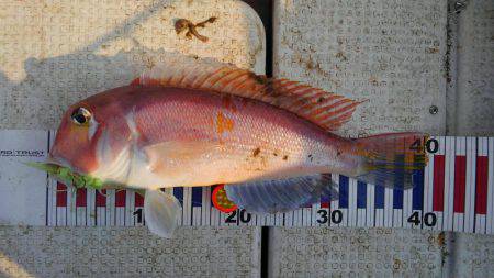 久しぶりに大満足