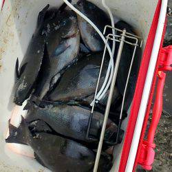 潮岬でグレ釣り