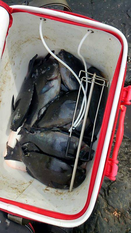 潮岬でグレ釣り