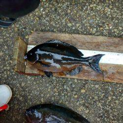 潮岬でグレ釣り