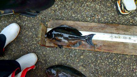 潮岬でグレ釣り