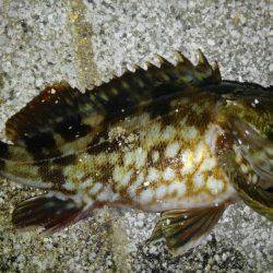 子供とロック狙い