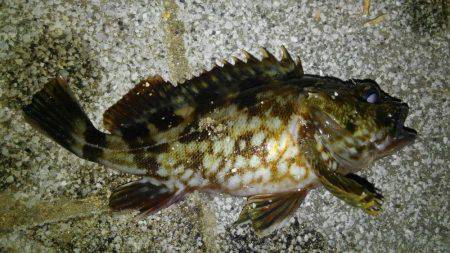 子供とロック狙い