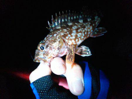 ビミョーな釣果…