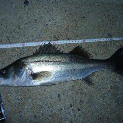 今シーズン初シーバス