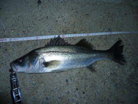 今シーズン初シーバス