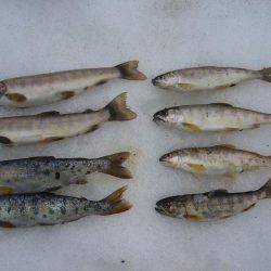 今年初の渓谷釣行