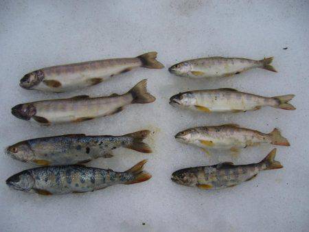 今年初の渓谷釣行